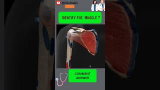 Identify the Muscle of upper limb quiz #anatomy #humananatomy #upperlimuscles