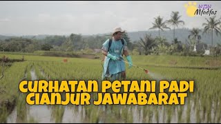 Pola tani padi cianjur jawabarat