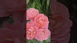 Мари Кюри роза.Первогодка. #rose #garden