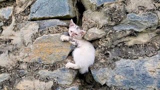 The little cat was very scared and hugged tightly to the rock