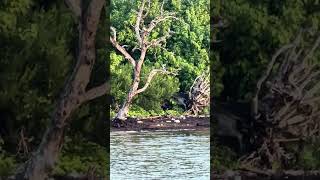 Rare Osprey Takes Flight With Prey