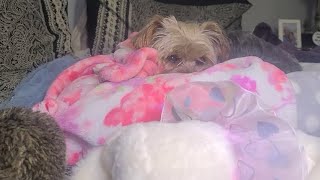 Nighty Night, Rylie loves You ❤️ 💤 #goodnight #yorkies #viralvideo #Rylie