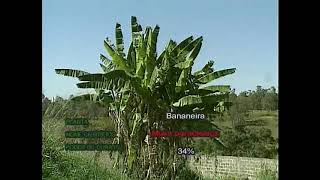 Bananeira  -  Musa paradisiaca