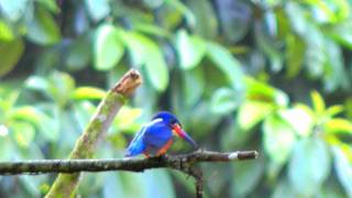 Kingfisher, Blue-eared - Alcedo meninting