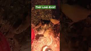 Rice treat for chicks!! #chicks #adorable #cute #homestead  #rice #treat