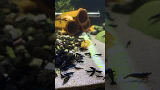 pleco shrimp and guppy aquarium setup