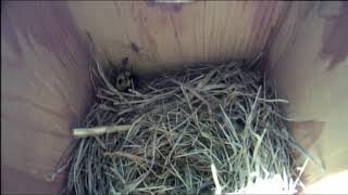 Bernheim Live Bluebird Cam