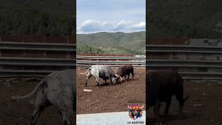 PELEAS DEL TORO BRAVO! EL CAMPO GERMAN VIDAL