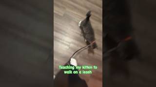 TEACHING MY CAT TO WALK ON A LEASH