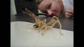 عنکبوت شتری غول پیکر / Gigantic camel spider