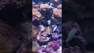 Peixinhos Coloridos no Aqua Rio, o Maior Aquário Marinho da América do Sul!! Vida Marinha Abundante!