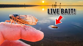 Fishing with Brood Cicadas (Do They Work?)