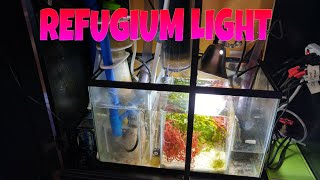 How to setup a SUMP Refugium NEW LIGHT