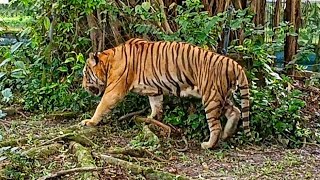 Malayan Tiger @ Zoo Negara, Malaysia.