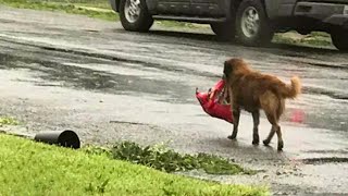 Mulher Avista Cachorro Com Uma Bolsa Enorme, Então Seu Coração Derrete Quando Dá Uma Olhada