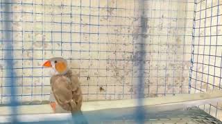 New vlog pet shop par gye budgies lene le zebra finches liye @Ghawarvlogz