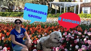 Жизнь в Канаде. Распаковка. Много цветов. Наши маленькие котята. [ Unpacking. Flowers.Kittens.