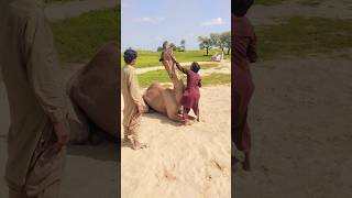 Super animals #animals #crazy #comedy #movement #villagevlog #camel #danger #style #wildlife #fun 😂😱