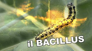 Eliminare la Cavolaia con il Bacillus, metodo bio