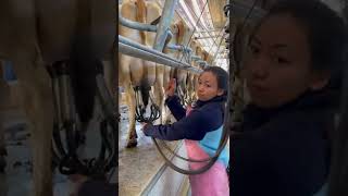 Cow Milking in New Zealand 🇳🇿