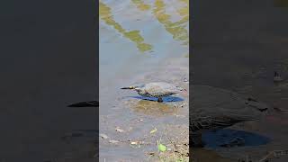 Green little bittern #shorts