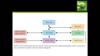 Protein and Fat Metabolism