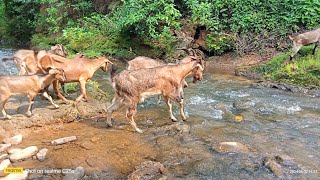 JHARKHAND BLACK BENGAL GOAT FARMING IN VILLAGE OF SIKIDRI GAHTI..