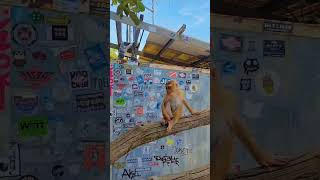 Cute little monkey #monkey #subscribetomychannel #shortvideo #animals