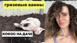 Грязевые ванны / Поездка с котом