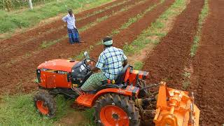 cultivating between pomegranate and papaya