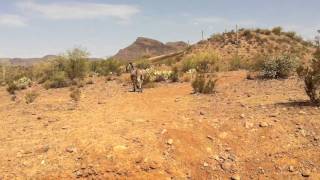 Real Wild Donkey - North Phoenix - Near Lake Pleasant