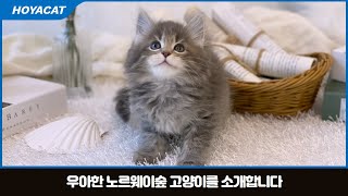 우아한 자태 노르웨이숲고양이분양