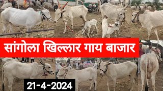 सांगोला खिल्लार गाय बाजार / Sangola Khillar Cow Market / चालू बाजारभाव 2024