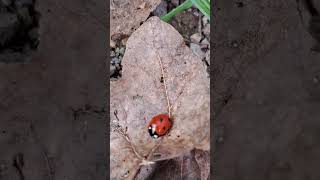 Ladybug on a leaf#beetle#coccinelle#coccinelidae#red#garten#innsectes#mini