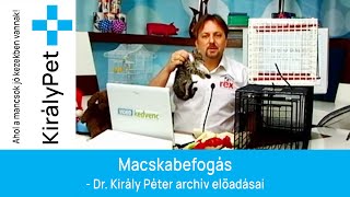 Macskabefogás