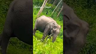 #bandipurtigerreserve #kerela #shorts #ytshort #trending #viralvideo #nature