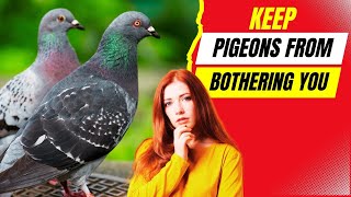 5 Genius Ways To To Get Rid Of Pigeons (Without Hurting Them)