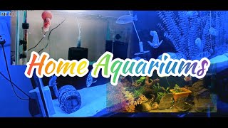 Home Aquariums