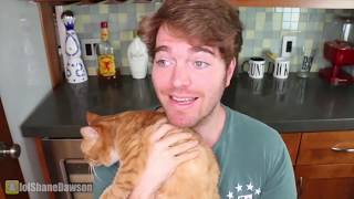 Shane Dawson Did What To His Cat?