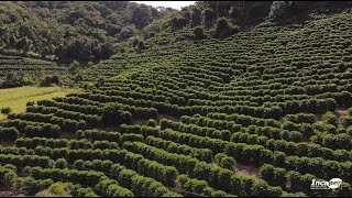 Conheça a Indicação Geográfica (IG) do Café das Montanhas do Espírito Santo