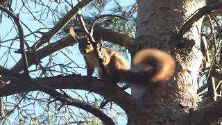 Red squirrel