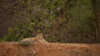 Amarabad Tiger reserve| Sher dekhne kismat bhi hona|Resort|Hyderabadi motovlogs