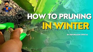 How To Do Pruning In Winter Season?|| Winter Season Care Of Dragon Fruit Farm-By Deb Dragon Official