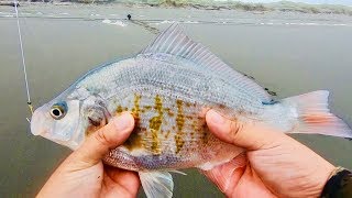 California Surf Redtail Perch fishing are HEATING UP in MAY!