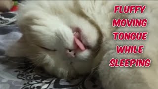 Funny cat sleeping in weird position/cat snoring/fluffy tongue moving while sleeping