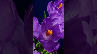 Flowers Blooming 🌺🌷- High Speed Time-Lapse