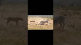 Lioness attack to zebra 🦓 child near the bite and save his mom