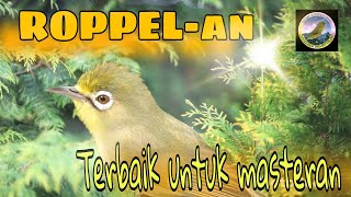 Kecial Ngroppel untuk masteran #masterankecial