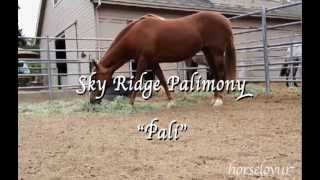 Pali - New Horse!