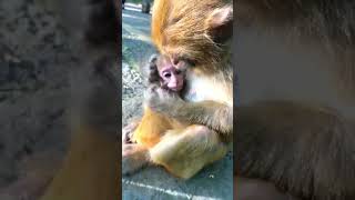 Monkey Video #shorts #monkey #reels #youtubeshorts #tranding